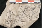 Foto (Detailansicht) von Asplenium hochstetteri Unger (NHMW-GEO-2024-0188-10335)